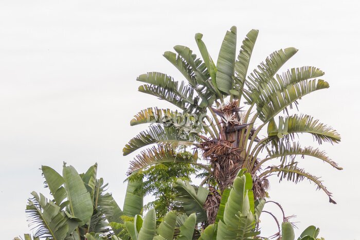 Papier peint  plant white bird of paradise strelitzia augusta Strelitzia nicolai