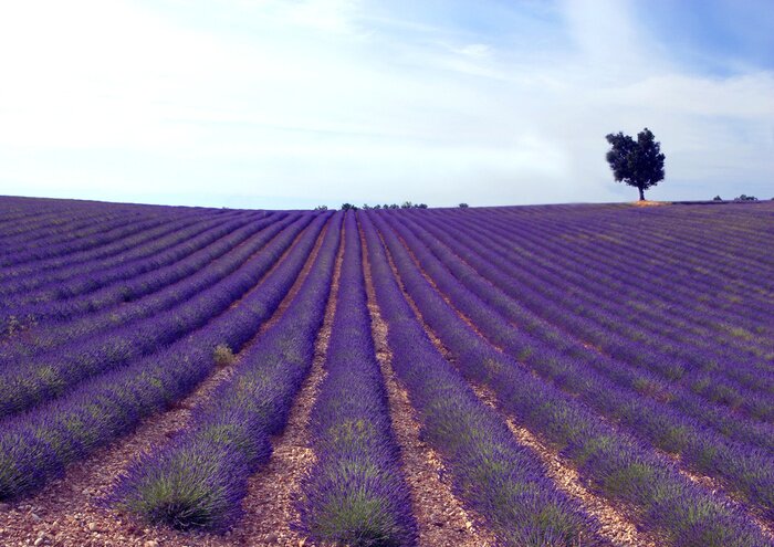 Papier peint  Plantation de plantes mauves