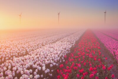 Plantation de tulipes rouges et roses