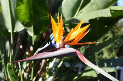 Papier peint  Plante à fleurs oiseau de paradis Strelitzia reginae