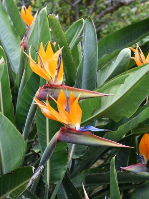 Papier peint  Plante à fleurs oiseau de paradis Strelitzia reginae