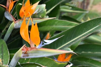Papier peint  Plante à fleurs oiseau de paradis Strelitzia reginae