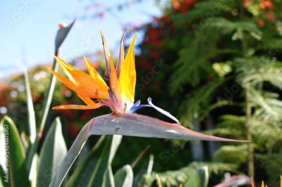 Papier peint  Plante à fleurs oiseau de paradis Strelitzia reginae