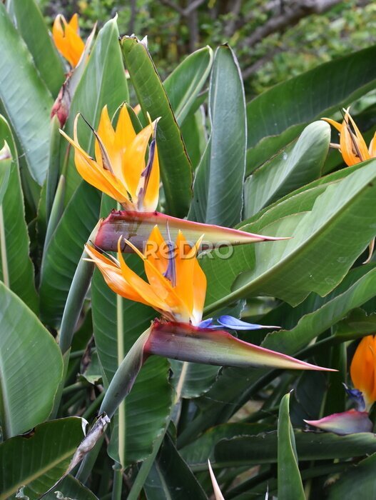Papier peint  Plante à fleurs oiseau de paradis Strelitzia reginae