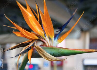 Papier peint  Plante Bird Of Paradise (Strelitzia reginae) en pleine floraison dans un jardin tropical