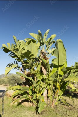 Papier peint  Plante de Strelitzia