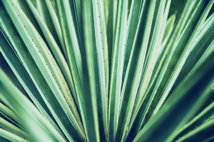 Papier peint  Plante en gros plan