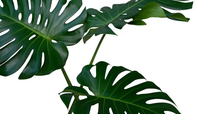 Papier peint  Plante Monstera avec des trous