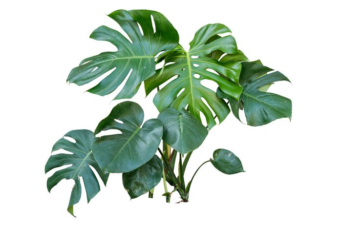 Papier peint  Plante Monstera sur fond blanc