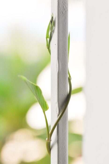 Papier peint  Plante rampante