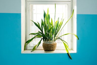 Papier peint  Plante sur le rebord d'une fenêtre