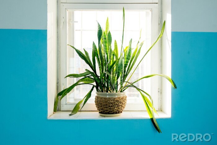 Papier peint  Plante sur le rebord d'une fenêtre