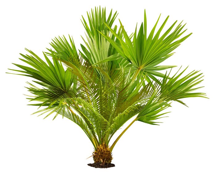 Papier peint  Plante tropicale sur fond blanc