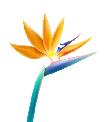 Papier peint  Plante tropicale Vector fleur oiseau du paradis ou Strelitzia Reginae isolé sur fond blanc