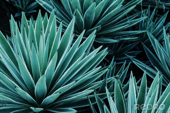 Papier peint  Plante tropicale verte d&#39;agave
