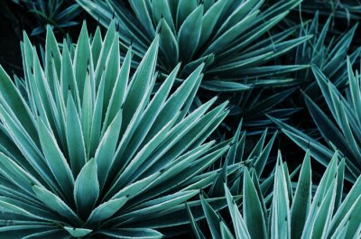 Papier peint  Plante tropicale verte d'agave