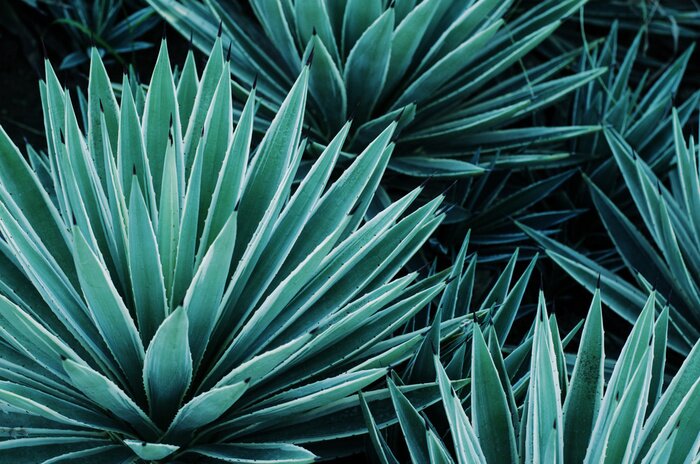 Papier peint  Plante tropicale verte d'agave