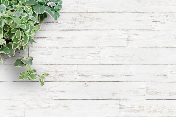 Papier peint  Plante verte des planches de couleur claire