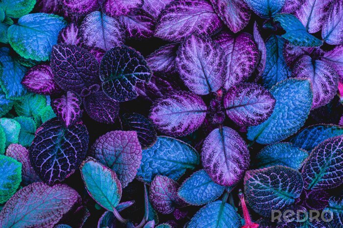 Papier peint  Plante violette exotique