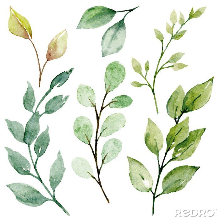 Papier peint  Plantes aquarellées en gros plan