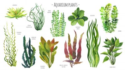 Papier peint  Plantes aquatiques
