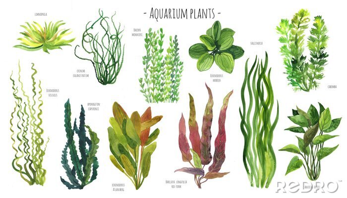 Papier peint  Plantes aquatiques
