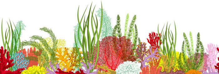 Papier peint  Plantes aquatiques graphiques