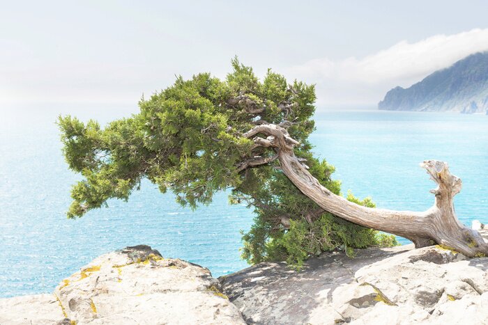Papier peint  Plantes au bord de la mer