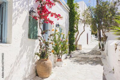 Papier peint  Plantes Colorées sur une Rue Grecque