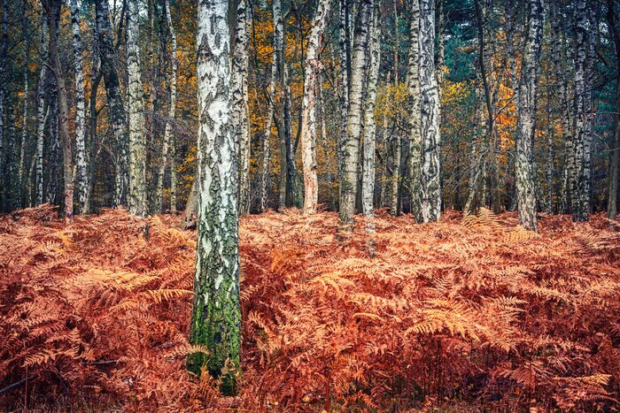 Papier peint  Plantes d'automne et bouleaux