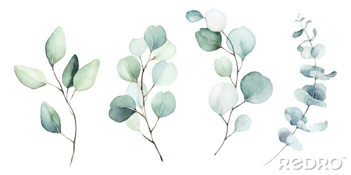 Papier peint  Plantes d'eucalyptus peintes à l'aquarelle