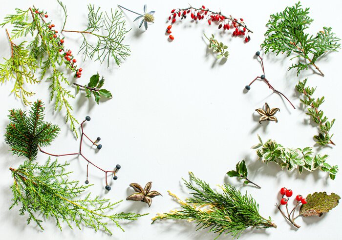 Papier peint  Plantes d'hiver sur fond blanc