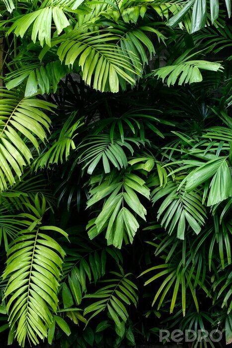 Papier peint  Plantes dans un jardin tropical
