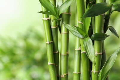 Papier peint  Plantes de bambou sur fond vert