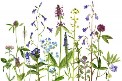 Papier peint  Plantes de champ