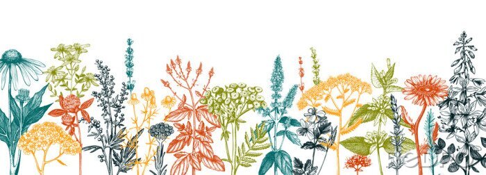 Papier peint  Plantes de champ colorées
