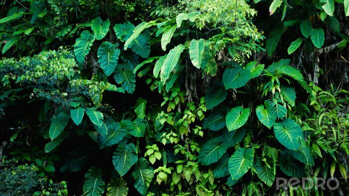Papier peint  Plantes de la forêt tropicale