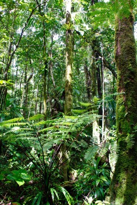 Papier peint  Plantes de la jungle en plein soleil