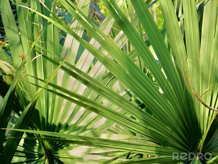 Papier peint  Plantes de palmier