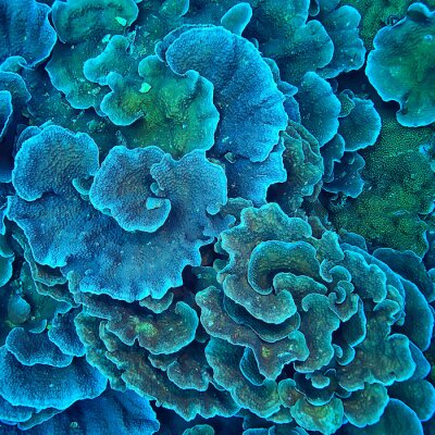 Papier peint  Plantes de récifs coralliens bleus