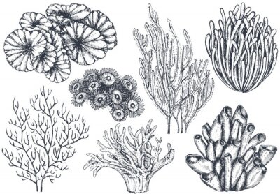 Papier peint  Plantes de récifs coralliens en noir et blanc