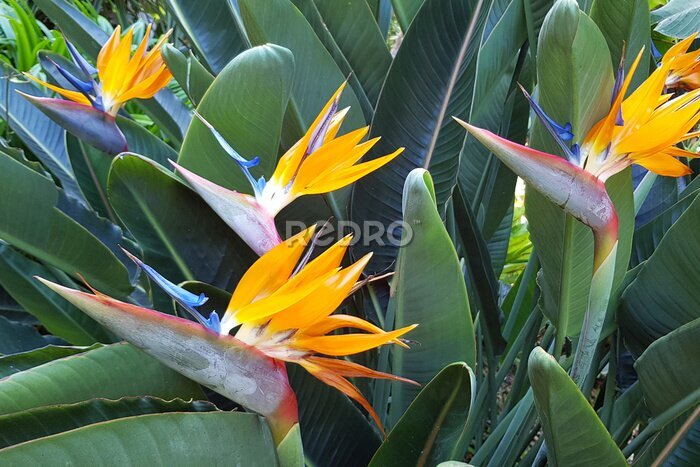 Papier peint  Plantes de Strelitzia en fleurs