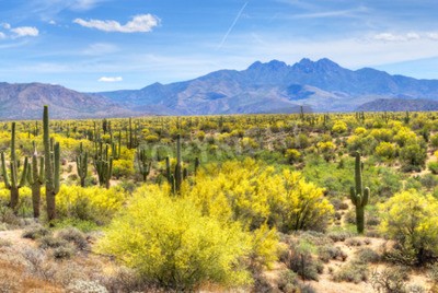 Papier peint  Plantes du désert en Arizona