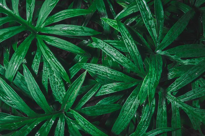 Papier peint  Plantes éclaboussées d'eau