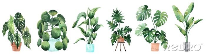 Papier peint  Plantes en pot à l'aquarelle