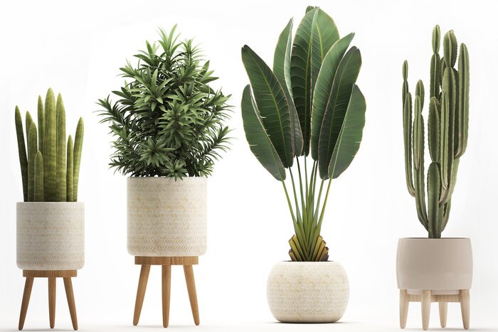 Papier peint  Plantes en pot sur fond de mur