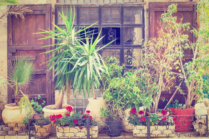 Papier peint  Plantes en pots