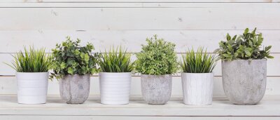 Plantes en pots lumineux