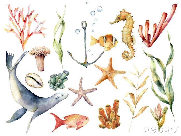 Papier peint  Plantes et animaux des récifs coralliens