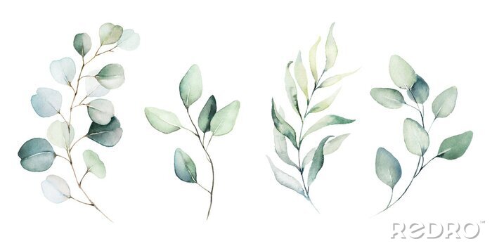 Papier peint  Plantes et feuilles aquarelles